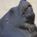 Sea Lion_2
